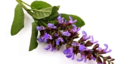 خواص مریم گلی برای مردان و زنان در طب سنتی مدرن