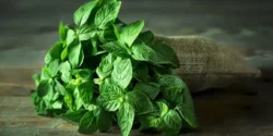 خواص نعناع برای مردان و زنان در طب سنتی مدرن