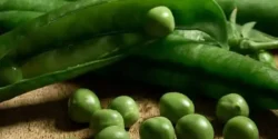 خواص نخود فرنگی برای مردان و زنان در طب سنتی مدرن