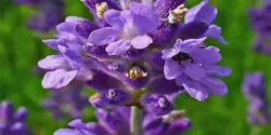 خواص اسطوخودوس برای مردان و زنان در طب سنتی مدرن