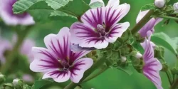 خواص پنیرک برای مردان و زنان دز طب سنتی مدرن