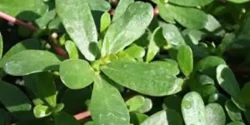 خواص پرپین برای مردان و زنان در طب سنتی مدرن