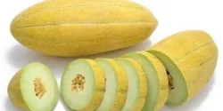 خواص پوست خربزه برای مردان و زنان در طب سنتی مدرن
