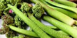 خواص ریواس برای مردان و زنان در طب سنتی مدرن