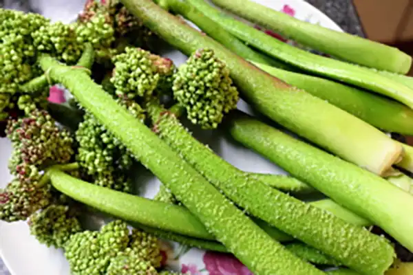 خواص ریواس برای مردان و زنان در طب سنتی مدرن