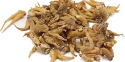 خواص ثعلب برای مردان و زنان در طب سنتی مدرن