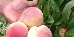 خواص شفتالو برای مردان و زنان در طب سنتی مدرن