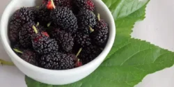 خواص شاه توت برای مردان و زنان در طب سنتی مدرن