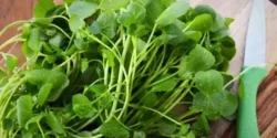 خواص شاهی برای مردان و زنان در طب سنتی مدرن