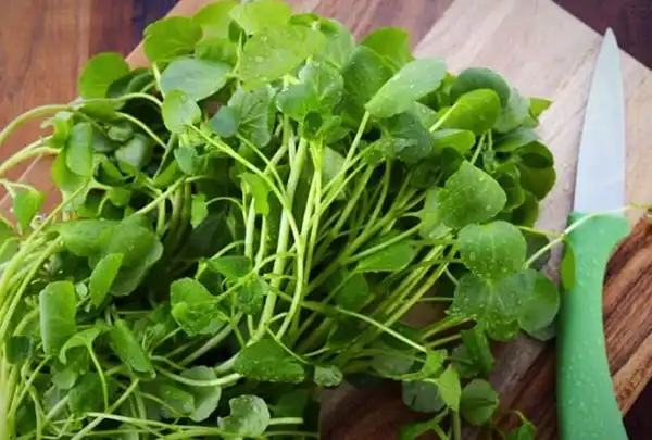 خواص شاهی برای مردان و زنان در طب سنتی مدرن