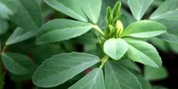خواص شنبلیله برای مردان و زنان در طب سنتی مدرن