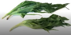 خواص شنگ برای مردان و زنان در طب سنتی مدرن