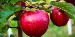 خواص سیب برای مردان و زنان در طب سنتی مدرن
