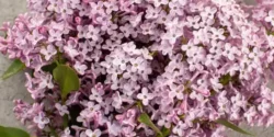 خواص سنبل الطیب برای مردان و زنان در طب سنتی مدرن