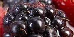 خواص تمشک برای مردان و زنان در طب سنتی مدرن