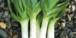 خواص تره فرنگی برای مردان و زنان در طب سنتی مدرن