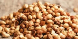 خواص تخم گشنیز برای مردان و زنان در طب سنتی مدرن