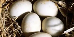 خواص تخم اردک برای مردان و زنان در طب سنتی مدرن
