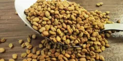 خواص تخم شنبلیله برای مردان و زنان در طب سنتی مدرن