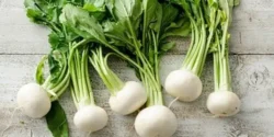 خواص ترب سفید برای مردان و زنان در طب سنتی مدرن