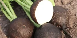 خواص ترب سیاه برای مردان و زنان در طب سنتی مدرن