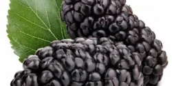 خواص توت سیاه برای مردان و زنان در طب سنتی مدرن