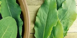 خواص ترشک برای مردان و زنان در طب سنتی مدرن