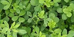 خواص یونجه برای مردان و زنان و سرماخوردگی و بارداری