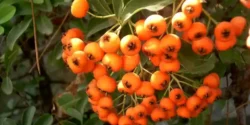 خواص زالزالک برای مردان و زنان در طب سنتی مدرن