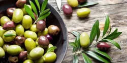 خواص زیتون وحشی برای مردان و زنان در طب سنتی مدرن