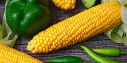 خواص ذرت برای مردان و زنان در طب سنتی مدرن