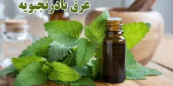 خواص عرق بادرنجبویه برای مردان و زنان در طب سنتی مدرن