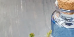 خواص عرق بید کاسنی برای مردان و زنان در طب سنتی مدرن