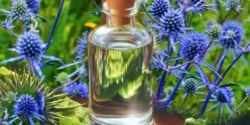 خواص عرق بوقناق برای مردان و زنان در طب سنتی مدرن
