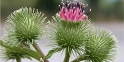 خواص بابا آدم برای مردان و زنان در طب سنتی مدرن