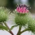 خواص بابا آدم برای مردان و زنان در طب سنتی مدرن