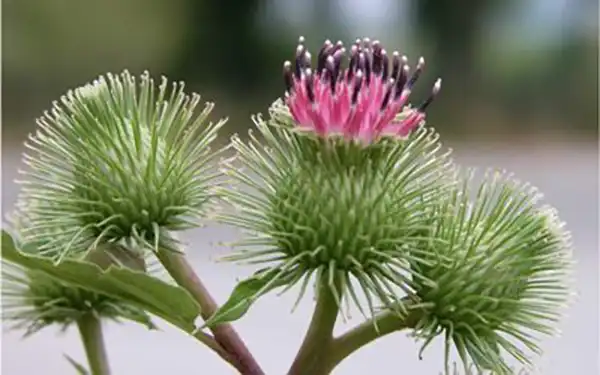 خواص بابا آدم برای مردان و زنان در طب سنتی مدرن