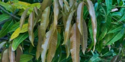 خواص برگ انبه برای مردان و زنان در طب سنتی مدرن