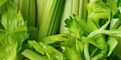 خواص برگ کرفس برای مردان و زنان در طب سنتی مدرن