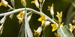 خواص برگ سنجد برای مردان و زنان در طب سنتی مدرن