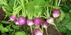 خواص برگ شلغم برای مردان و زنان در طب سنتی مدرن