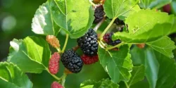 خواص برگ توت برای مردان و زنان در طب سنتی مدرن