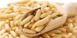 خواص چلغوز برای مردان و زنان در طب سنتی مدرن