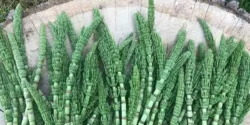 خواص دم اسب برای مردان و زنان در طب سنتی مدرن