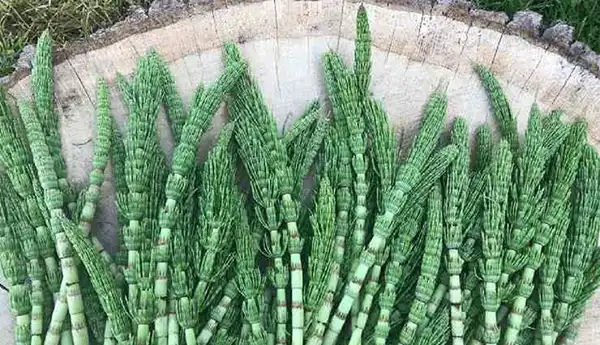 خواص دم اسب برای مردان و زنان در طب سنتی مدرن