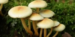خواص قارچ سمی برای مردان و زنان در طب سنتی مدرن