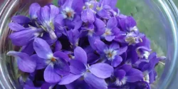 خواص گل بنفشه برای مردان و زنان در طب سنتی مدرن