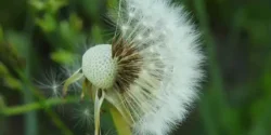 خواص گل قاصدک برای مردان و زنان در طب سنتی مدرن