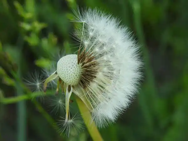 خواص گل قاصدک برای مردان و زنان در طب سنتی مدرن