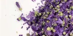خواص گل پنیرک برای مردان و زنان در طب سنتی مدرن